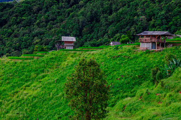 Natural background on the mountain with green rice terraces. Pa Bong Piang is one of the beautiful viewpoints in Chiang Mai, Thailand, overlooking the surrounding mountains. It is always popular.