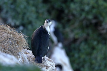 black-faced cormorant