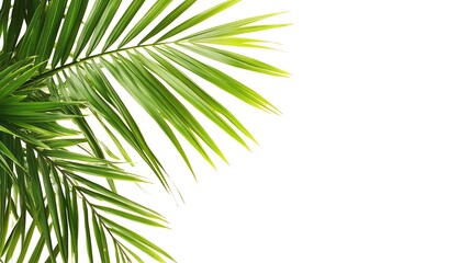 Obraz premium Green palm leaf corner frame, contrasting with the background.