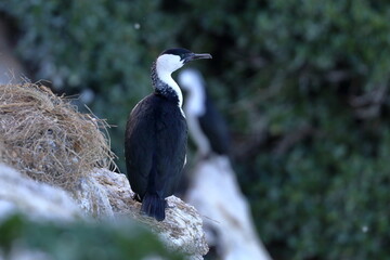 cormorant colony