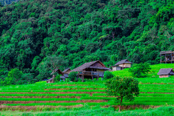 Obraz premium Natural background on the mountain with green rice terraces. Pa Bong Piang is one of the beautiful viewpoints in Chiang Mai, Thailand, overlooking the surrounding mountains. It is always popular.