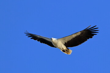 white-bellied sea eagle