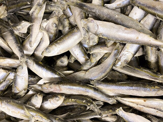 Lots of freshly frozen sprats top view.