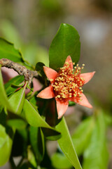 Pomegranate flower