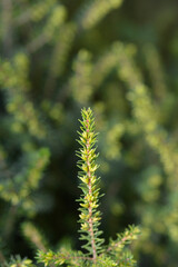 Darley Dale heath flower buds