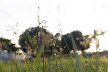 The landscape in summer displays a beautiful blur of foliage and flora, with the meadow showing signs of growth in a peaceful and calm scene under a serene horizon.