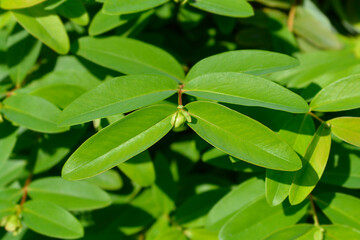 Aarons beard leaves and flower bud