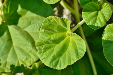 Yellow devils claw leaves