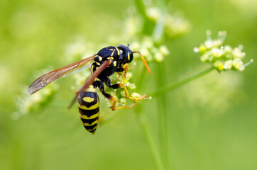 Wasp on a yellow flower. Macro
