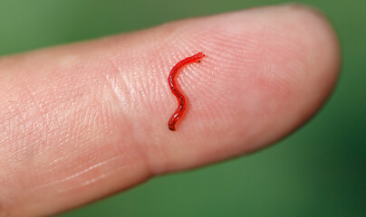 Fototapeta premium Red bloodworm on the finger. Macro