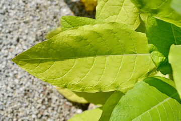 Cultivated tobacco leaves