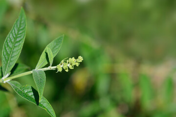 Summer lilac flower bud