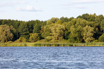 Green trees on the horizon on the lake shore