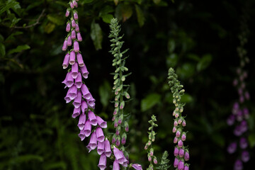 ジキタリスの花