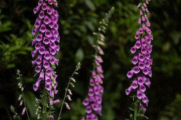 ジキタリスの花 © Kazuki Yamada
