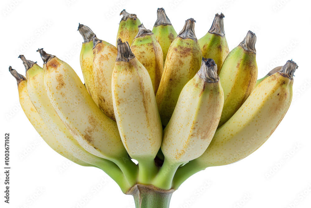 Poster Cluster of bananas still attached to the stem ,Isolated on transparent background
