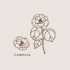 Line art camellia flowers illustration