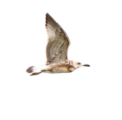 Seagull in flight isolated on white background