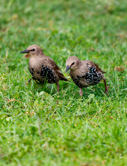 Two birds are standing in a grassy field