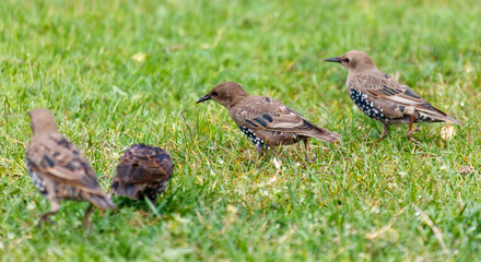 Three birds are walking on the grass