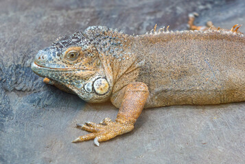 A lizard is laying on a rock