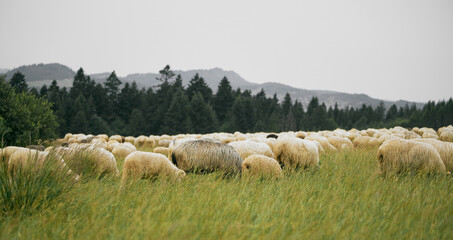 White sheep on green grass