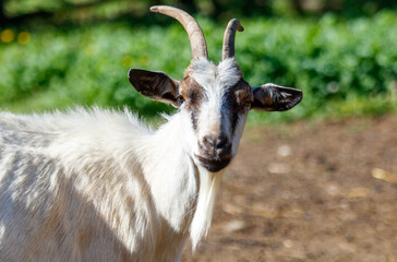 Fototapeta premium Portrait of a goat on a farm