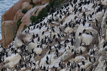 black-faced cormorant
