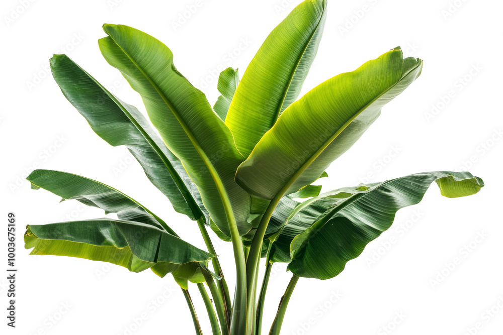 Poster banana plant with broad green leaves and a bunch of unripe bananas on solid white background, single