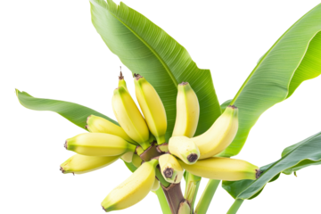 Banana plant with broad green leaves and a bunch of unripe bananas on solid white background, single object ,Isolated on transparent background