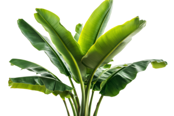 Banana plant with broad green leaves and a bunch of unripe bananas on solid white background, single object ,Isolated on transparent background