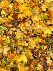 Maple leaves on the ground in autumn