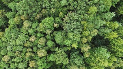 Top-down view of forest canopy