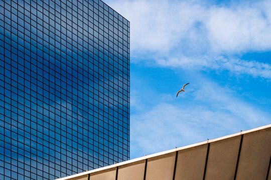 A modern glass skyscraper reflects the sky while a seagull flies by, showcasing the blend of architecture and nature in an urban setting under bright blue skies.