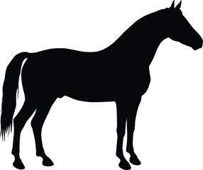 Standing Horse Silhouette Vector illustration on white Background.
