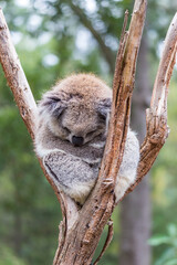 A young koala is curled up asleep in a tree, its fur blending softly with the bark. The surrounding greenery highlights the calmness of its environment.