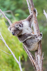 A koala is seen climbing an old tree, exploring its surroundings in the Australian bush. The animal appears inquisitive and relaxed among lush greenery.