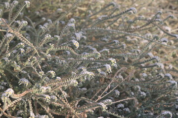 heliotrope grass, wild grass, Turkey, 2