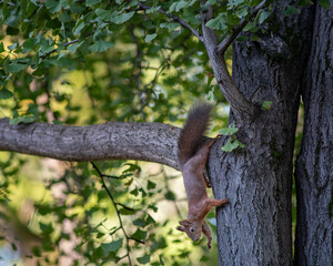 Squirrel climbing a tree with autumn leaves foliage