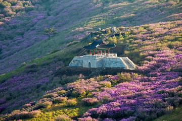 Royal azalea flowers and Hwangmaesan fortress at Hwangmaesan Mt near Hapcheon-gun, South Korea