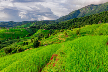 Natural background on the mountain with green rice terraces. Pa Bong Piang is one of the beautiful viewpoints in Chiang Mai, Thailand, overlooking the surrounding mountains. It is always popular.
