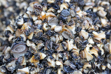 Fried freshwater snails for sale at a market near Pakse, Champasak, Laos