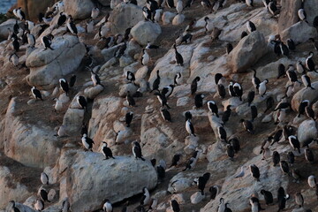 black-faced cormorant colony