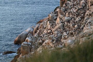 black-faced cormorant colony