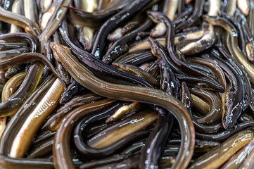 Fresh eels are arranged for sale at a market, highlighting local seafood offerings.