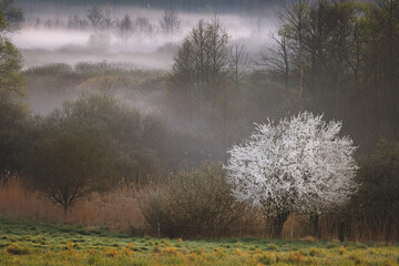 Wiosenny, mglisty poranek
