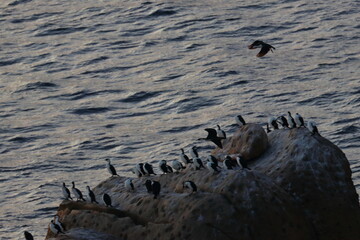 black-faced cormorant colony