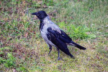 Obraz premium A magpie stands in a clearing on an autumn day