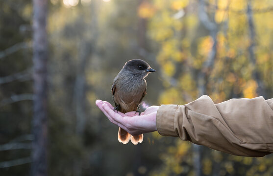 Siberian jay sits on hand. Person feeding bird in Finland