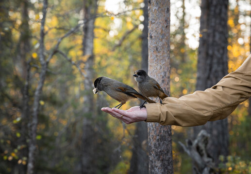 couple of siberian Jay sits on hand. Person feeding bird in Finland